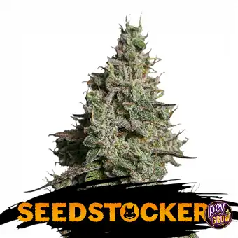 Graines Moby Dick Auto –...