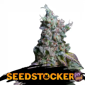 Auto Sour Diesel – Semences...