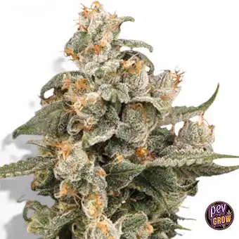 Auto Super Boof · Seed...