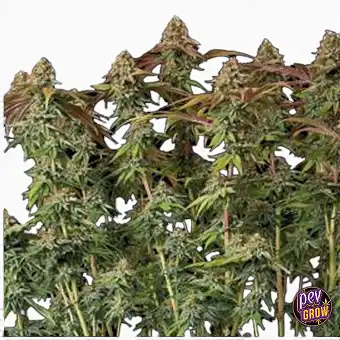 Auto Terp & Tonic Samen –...