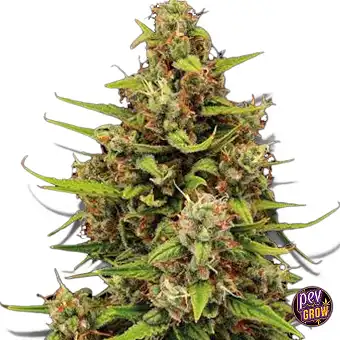 Auto Tropical Zmoothie –...