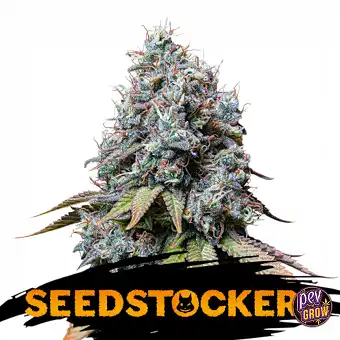 Sour Diesel Feminiserte Frø...