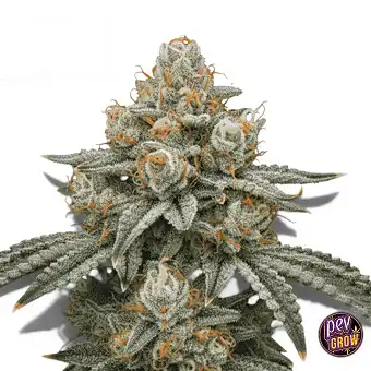 Stardawg Feminiserte Frø –...