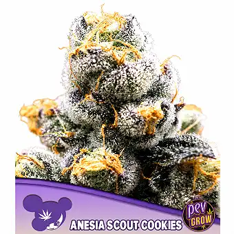 Anesia Scout Cookies...