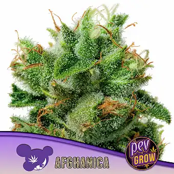 Afghanica feminizirane...
