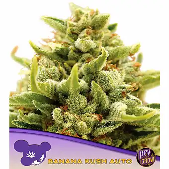 Auto Banana Kush-frön –...