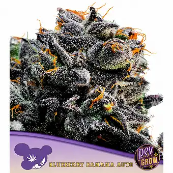 Auto Blueberry Banana –...