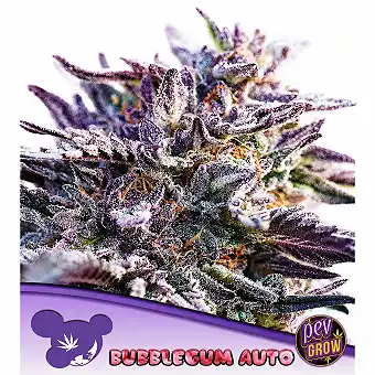 Semillas BubbleGum Auto –...