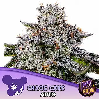 Chaos Cake Auto Frø –...