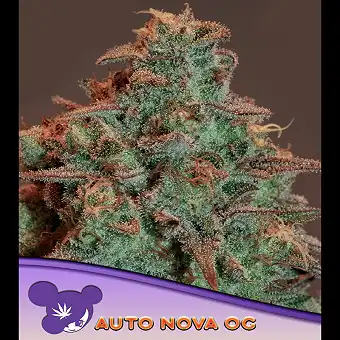Nova OG Auto-frø – Anesia...