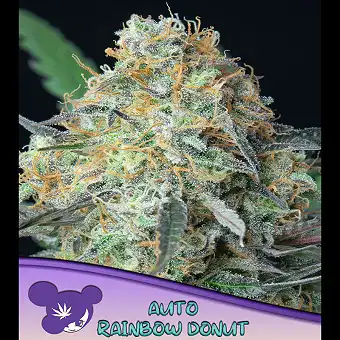 Rainbow Donut Auto – Anesia...