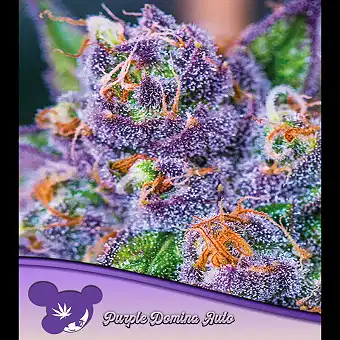 Purple Domina Auto-frø –...