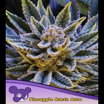 Pineapple Runtz Auto-frön –...