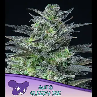 Graines Sleepy Joe Auto -...