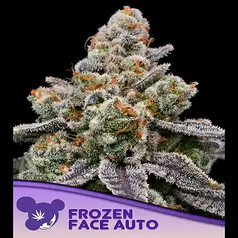 Graines Auto Frozen Face –...