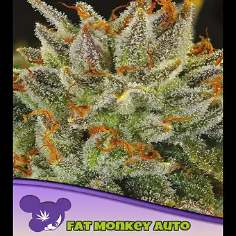 Auto FAT Monkey – Anesia...