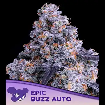 Sementes Auto Epic Buzz –...