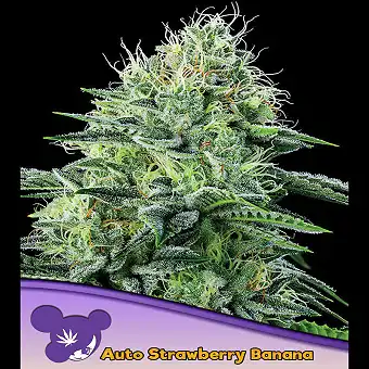 Auto Strawberry Banana Semi...