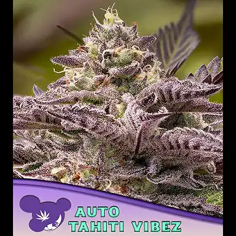 Auto Tahiti Vibez-frön –...