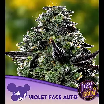 Auto Violet Face – Anesia...