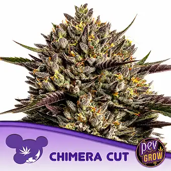 Chimera Cut Feminizada –...