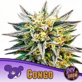 Congo Feminierte Samen –...