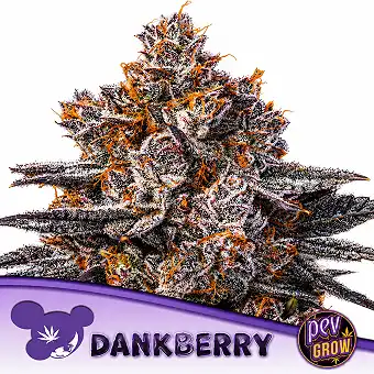 Dankberry Feminizovaná...