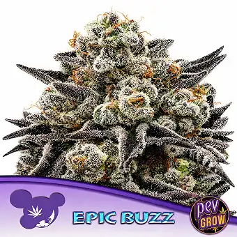 Epic Buzz Semillas...