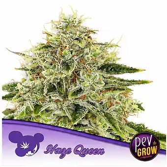 Haze Queen Feminized Seeds...