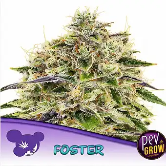Foster Feminiserte Frø –...