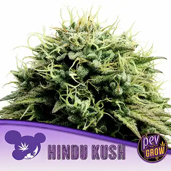 Hindu Kush Feminizatuak –...