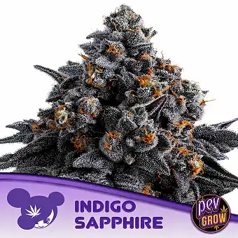 Graines féminisées Indigo...