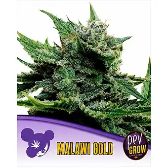 Graines de Malawi Gold...