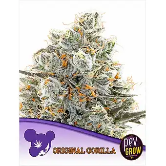 Original Gorilla...