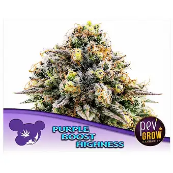 Purple Boost Highness-frø –...