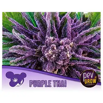 Purple Thai feminizētas...