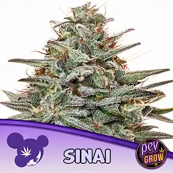 Semi Sinai Femminizzati –...