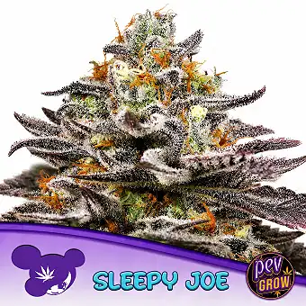Nasiona Sleepy Joe...