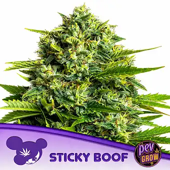 Sticky Boof feminiserte frø...