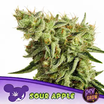 Semi di Sour Apple – Anesia...