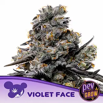Violet Face feminizált...