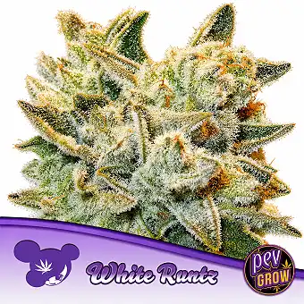 Graines White Runtz...