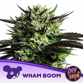 WHAM BOOM женски семена –...