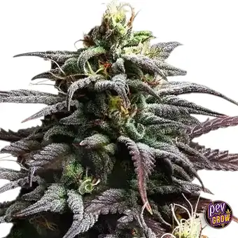 Auto Grand Daddy Purple –...