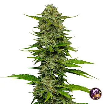 One Love Sativa...