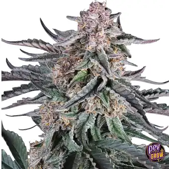 Sementes Mendo Cherry...