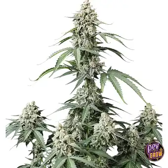 Graines Banana Cherry...