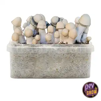 Kit de Cultivo Yeti –...