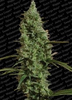 Atomical Haze Paradise Seeds