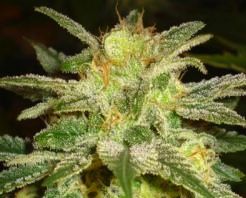 Most potent weed hybrid strains